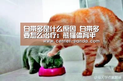 熊猫体育官网