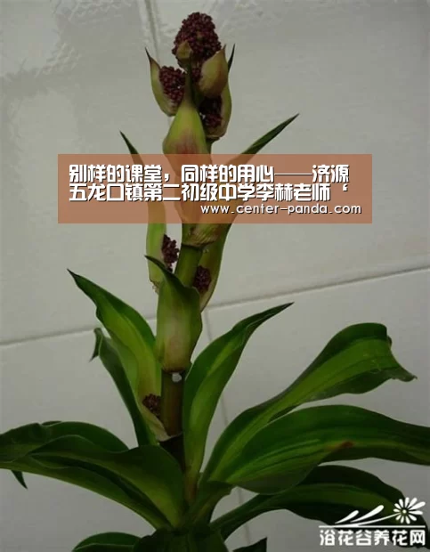 别样的课堂,同样的用心——济源五龙口镇第二初级中学李赫老师‘熊猫体育官网’(图2) 熊猫APP